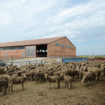 En Crau des brebis nourries au foin bio