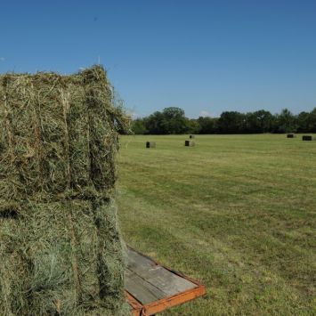 Foin de Crau de haute qualité