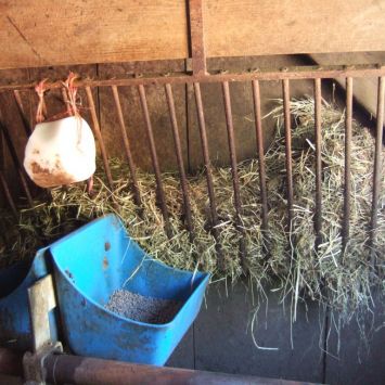 Foin pour les vaches laitières de Haute Savoie