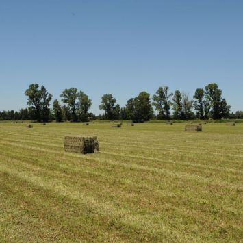 Le rendement de production des prairie de foin de Crau est très élevée