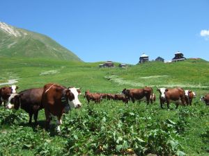 En plus de l'herbe des alpages les vaches laitières mangent du foin