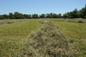 Foin de Crau en train de finir de sécher au soleil