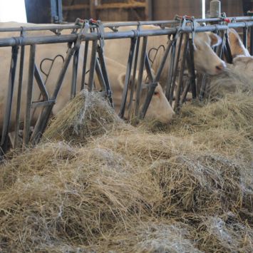 Vaches allaitantes mangeant du foin