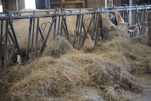 Vaches allaitantes mangeant du foin