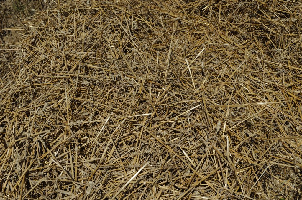 Paille de Blé - Fourrage bovins, ovins et caprins - Douliere Hay France