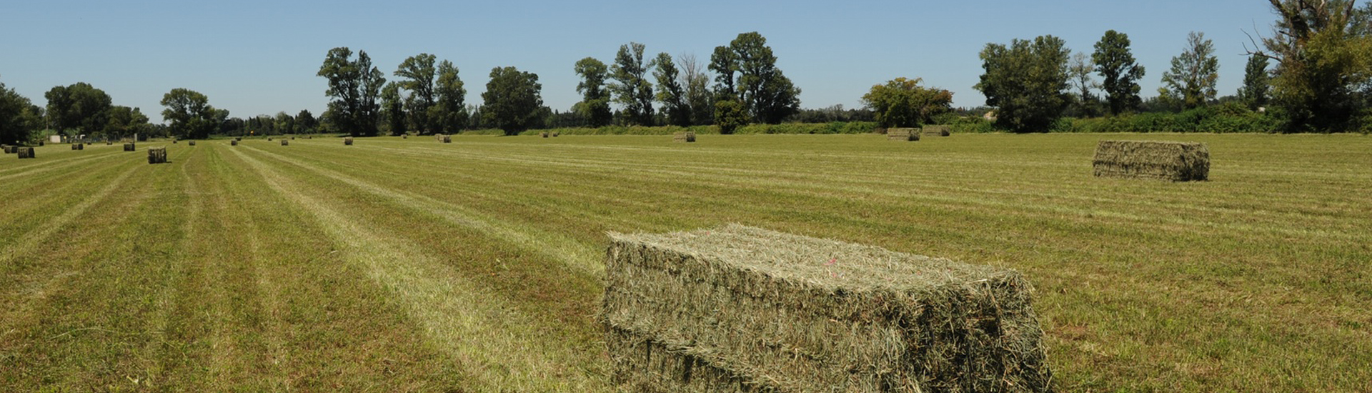 Conditions météorologiques idéales pour un foin de crau de qualité